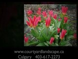 Calgary Landscaping- Courtyard Landscape and Lawn Care