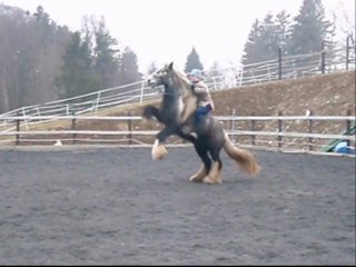 Mes chevaux, ma liberté...