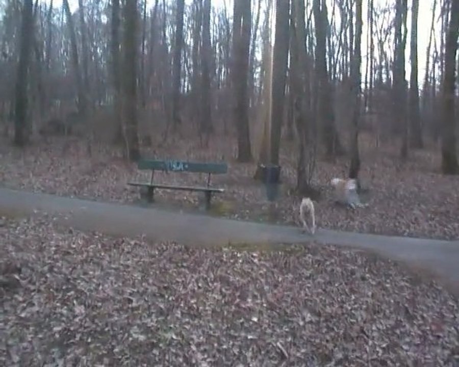Bunsai au Parc