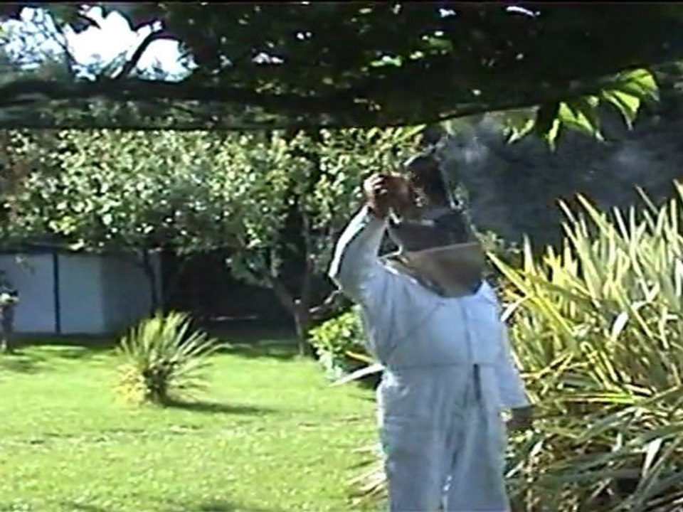 Capture d'un essaim d' abeilles 14 mai 2002