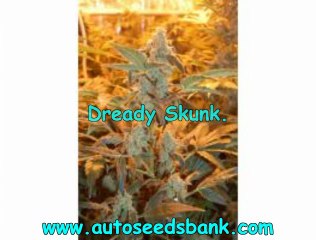 Dready Cannabis Seeds,Feminised,Regular and Autoflowering.
