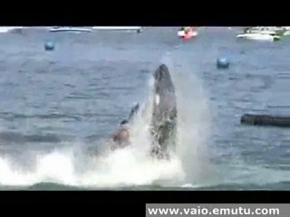 jetski triple backflip