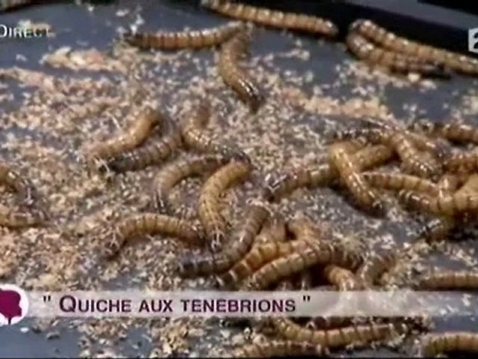 Au menu : des insectes !