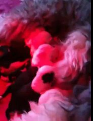 BEBES DES EBOURIFFES DU MISTRAL 2011