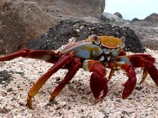 2011-02-06 - North Seymour Cool crab