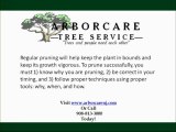 Tree Removal Hackettstown NJ-Arborcare Tree Service