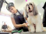 Dog Grooming Business