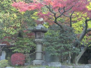 Stress Relief in a Calming Autumn Forest