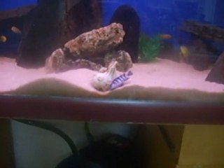 Demasoni Hastalığı