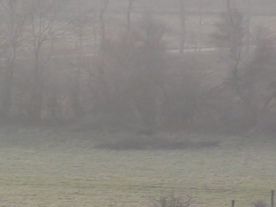 concours de meute sur sanglier à St Angel (63) - 3 -