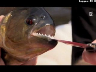 Expédition Guyana - Au coeur de la jungle_2_Mer 09 fév 2011