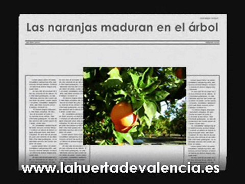 Razones para comprar naranjas del agricultor. Naranjas onlin