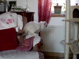 Flamby Chérie des Amours de Mancamony, le  7 mars 2011 (1)