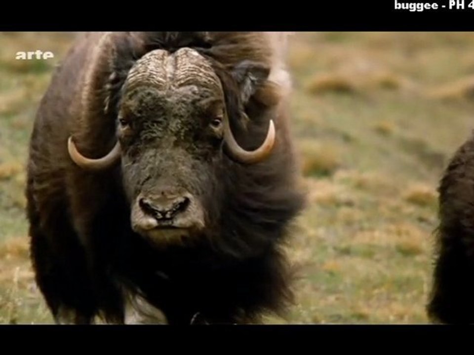 Scandinavie sauvage - Le Groënland_2_Mer 23 fév 2011