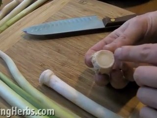 Harvesting & Preparing Cattails Part 2 of 6