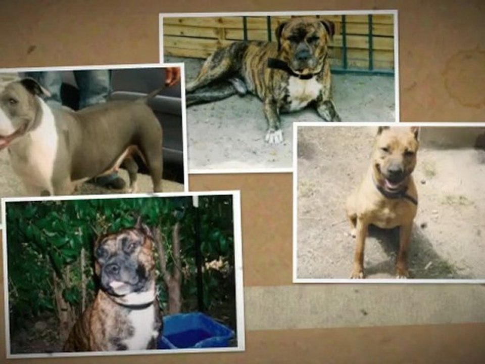 staffordshire terriers