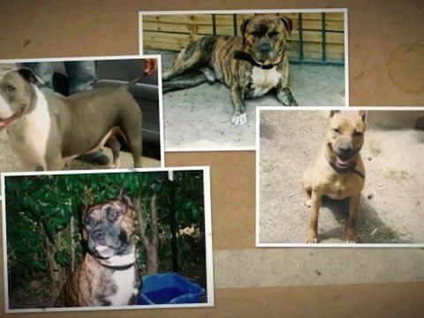 staffordshire terriers