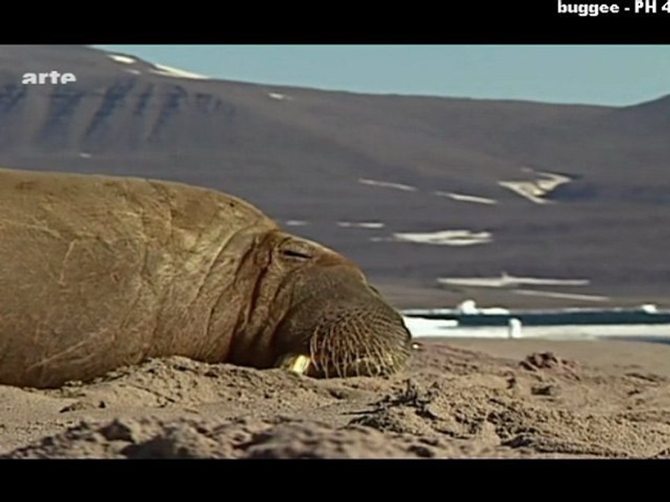 Scandinavie sauvage - Le Groënland_3_Mer 23 fév 2011