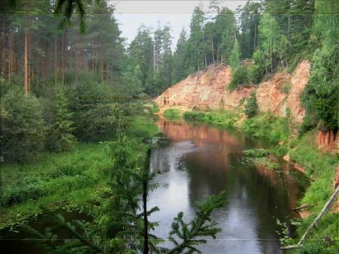 Лебедь белая