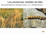 Les anciennes variétés de blés
