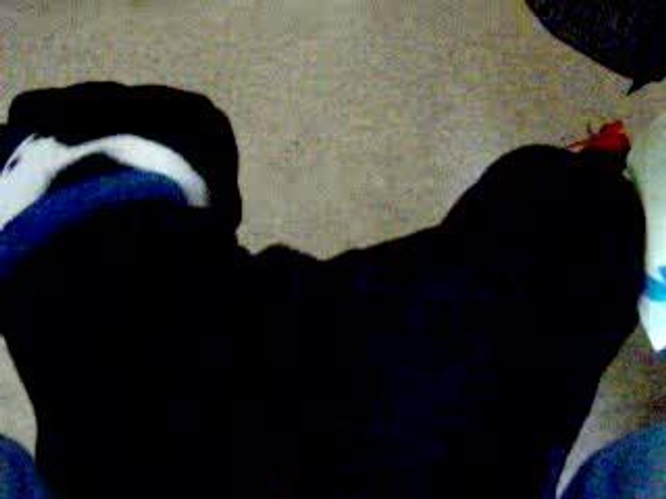 boudy VS valdo kitty