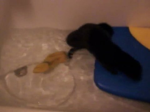 Bretzel le vison américain fait la chandelle / my pet mink standing on his legs