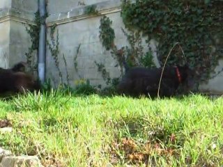 SCOTTISH TERRIER HARCELEMENT