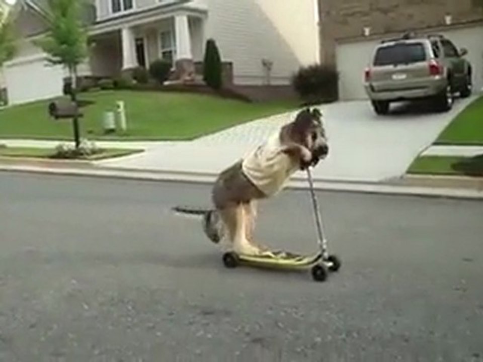 Chien qui fait de la trottinette