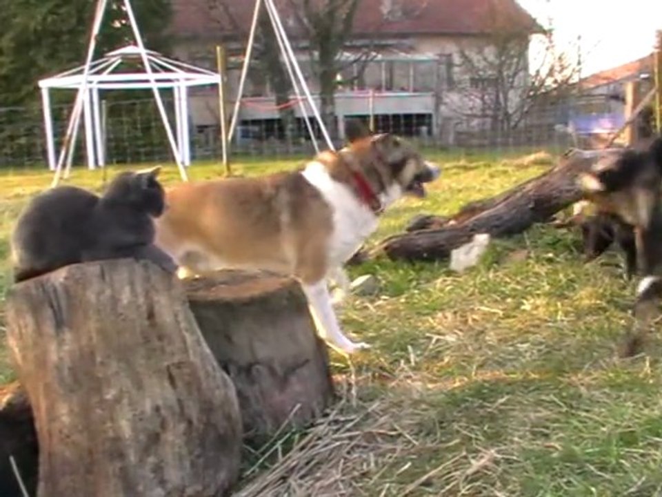 chèvre-naine fait des roulades