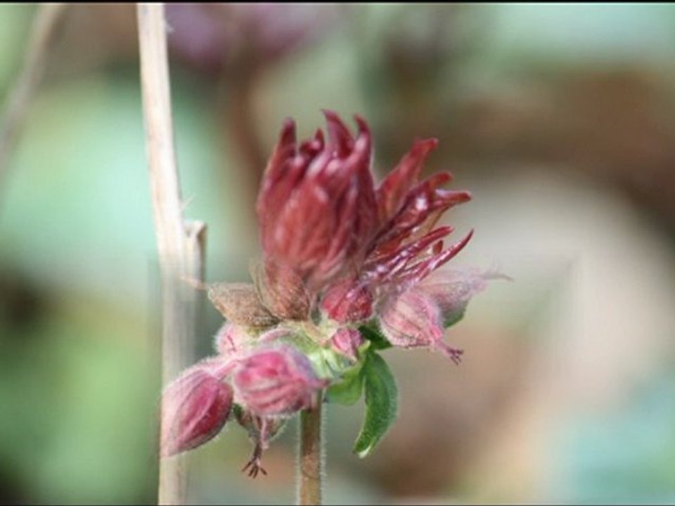 Eclosion de la nature