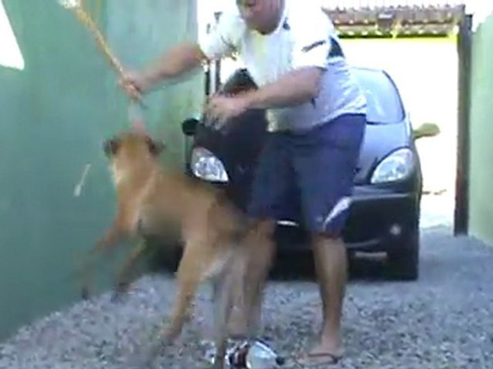 Filhote de Pastor Belga Malinois com 5 meses