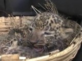 Forest Officials Rescue Three Leopard Cubs in Western India