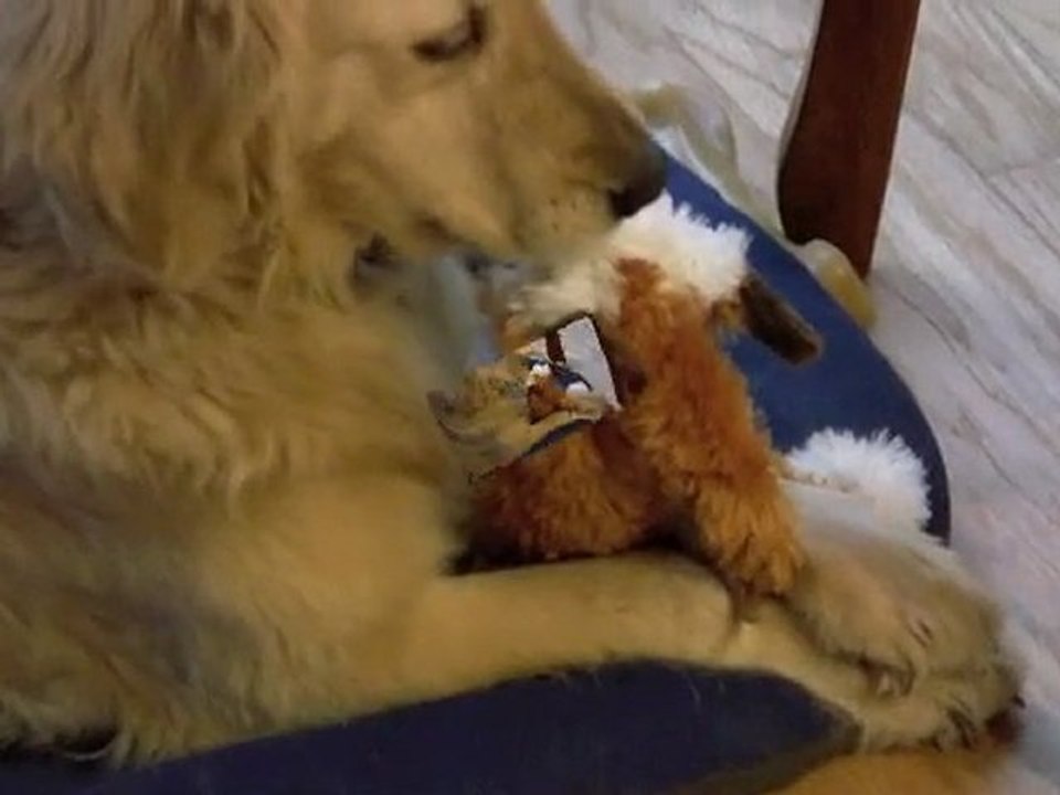 Review of Crazy Critters - As Seen On TV