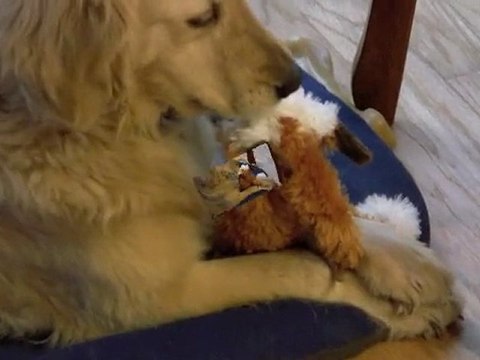 Review of Crazy Critters - As Seen On TV