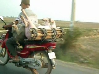 Die ersten Schweine, die je den Himmel sahen...