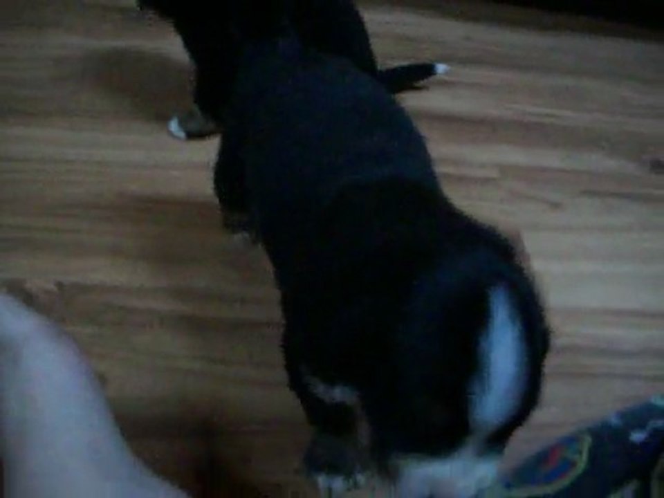 Premier pas d'Éclaire