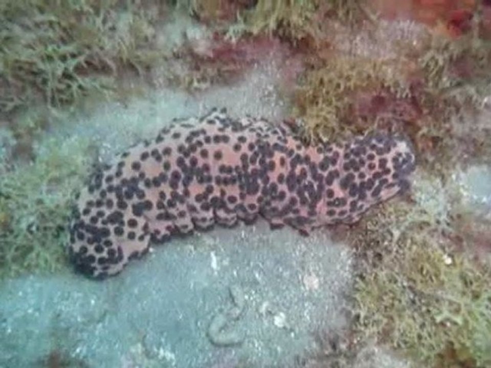 Sortie mer 2010 de l'ASPTT Limoges Plongée