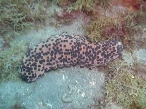 Sortie mer 2010 de l'ASPTT Limoges Plongée