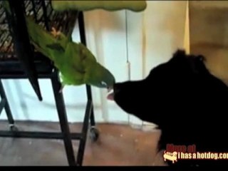 Il pappagallo imbocca il cane