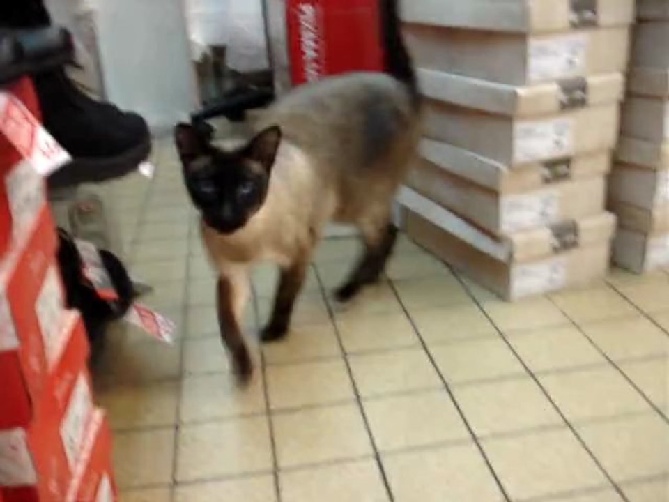 COUCOU TIHI