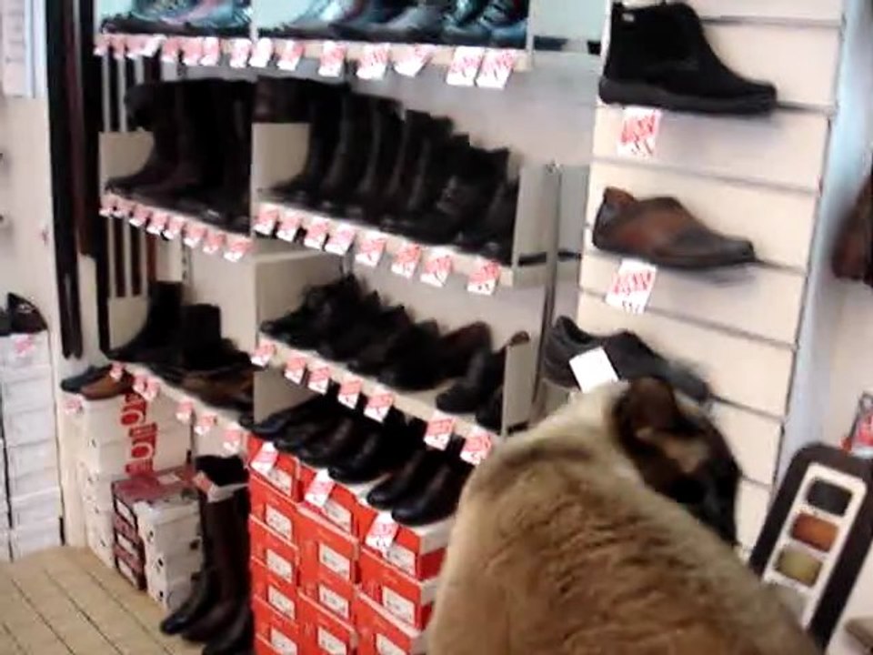 MIAOU SUR LE COMPTOIR