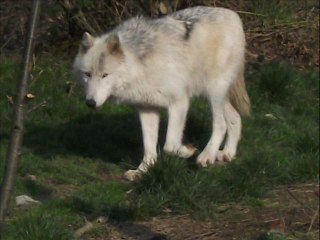 Loups d'Alaska