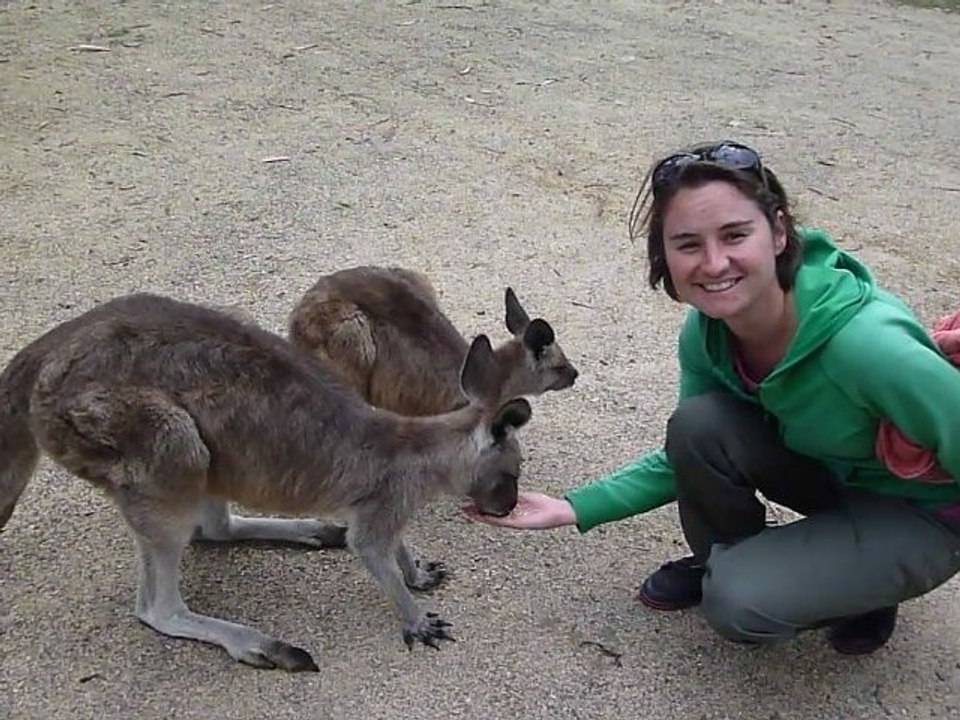 Les ptits bidous de kangourous