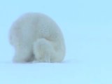 ours polaires qui redressent une caméra robot:)