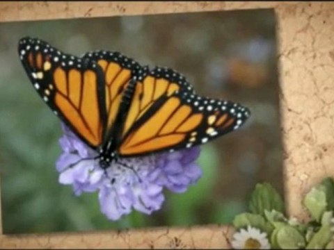 Watering-Your-Lawn.info | Soil compaction in turf | law