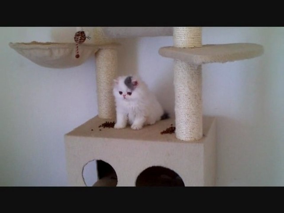 CHATTERIE DE L ANTRE DE CHRYSTAL/CHRYSTALBEAR CATTERY