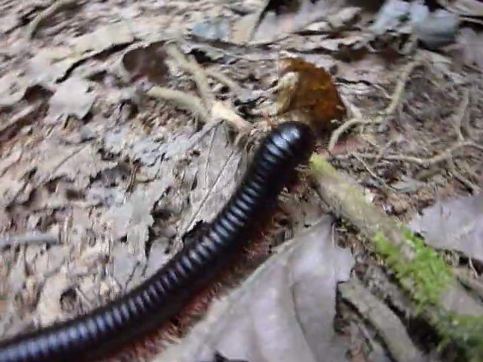 Mille pattes dans la jungle