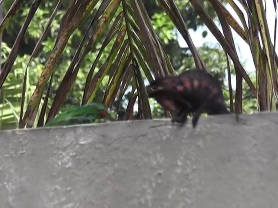 histoire de caméléons 5