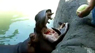 L'ippopotamo affamato