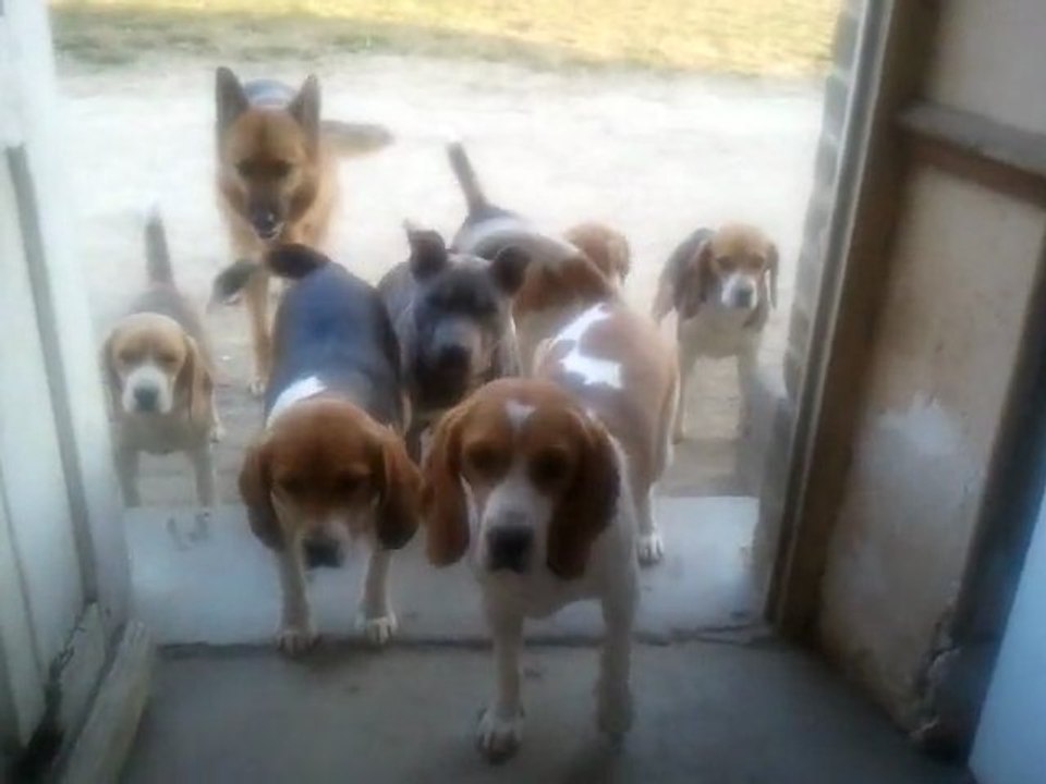 Repas des chiens 1